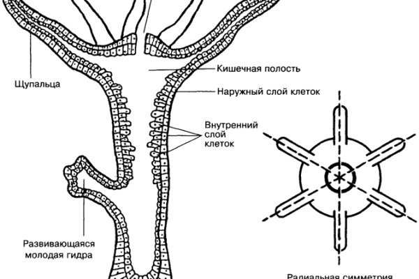 Кракен даркнет kraken link24 info